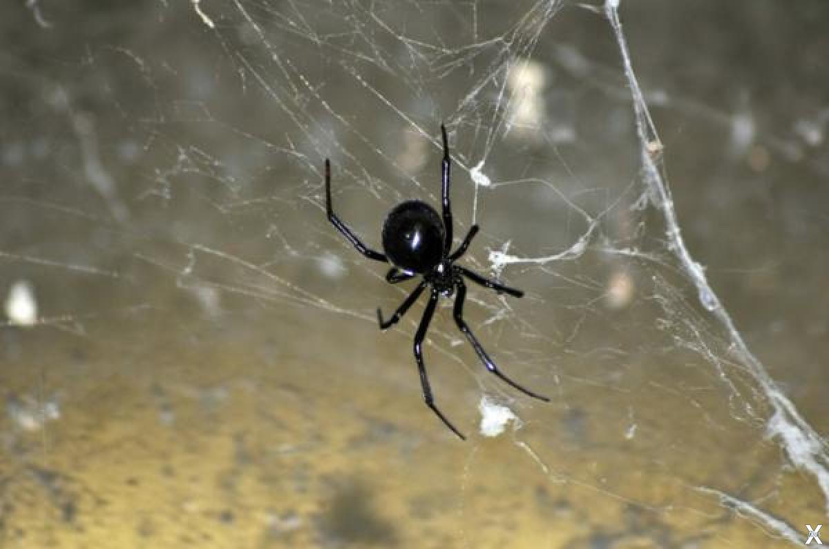 У какого паука черная паутина. Каракурт паук. Чёрная вдова паук паутина. Чёрная вдова паук паутина черная. Большой паук черная вдова.
