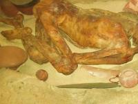 Тайна древней мумии: египетский "человек из Гебелейна" был убит ножом в спину!