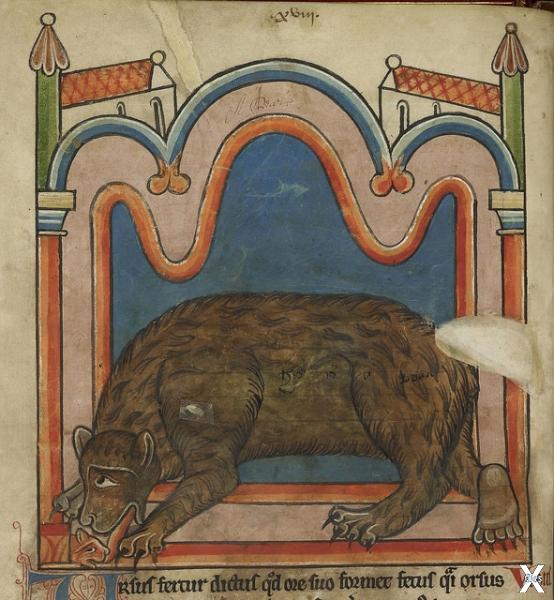 Медведь в средневековой миниатюре