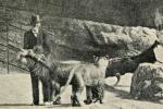 Карл Хагенбек: жертвы животных (о зверях и людях) или кто придумал современный зоопарк?