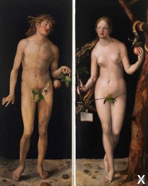 На картине «Адам и Ева» Альбрехта Дюр...