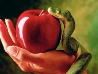 Был ли «запретный плод» в Эдемском саду на самом деле яблоком?