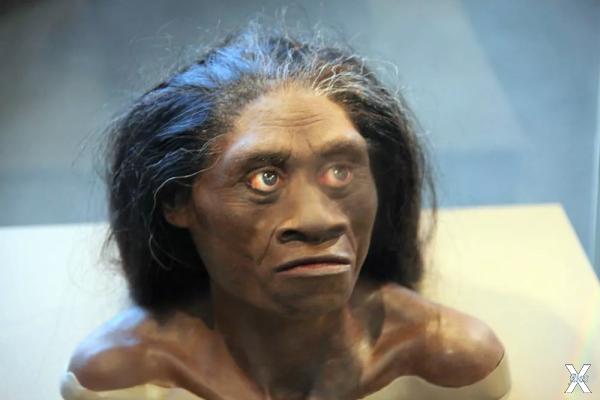 Человек флоресский (Homo floresiensis...
