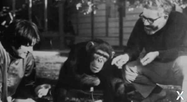 Говорящая шимпанзе Уошо