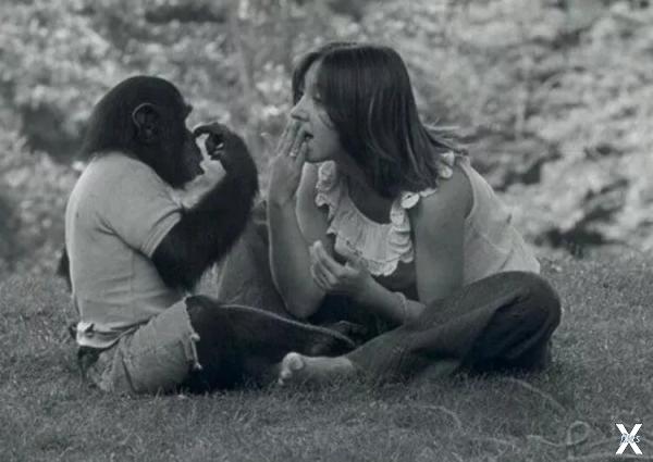 Процесс обучения шимпанзе языку жестов