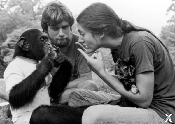 Шимпанзе Уошо была одной из самых умн...