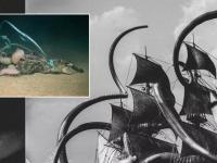 Может ли Кракен действительно существовать? Ученые утопили трех мертвых аллигаторов глубоко в море, один из них оставил после себя только страшные объяснения!