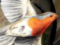 Перелетные птицы используют квантовые эффекты для навигации