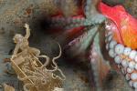 Кракен поднимается: вымышленные и реальные чудовища из морских глубин