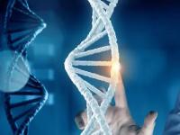 ДНК: невидимые мосты Вселенной