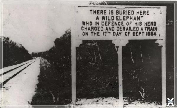 Мемориал слону в Телук Интане