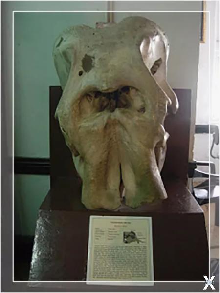 Череп слона в музее