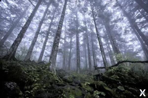 Девственный лес на высоте 2 500 метро...