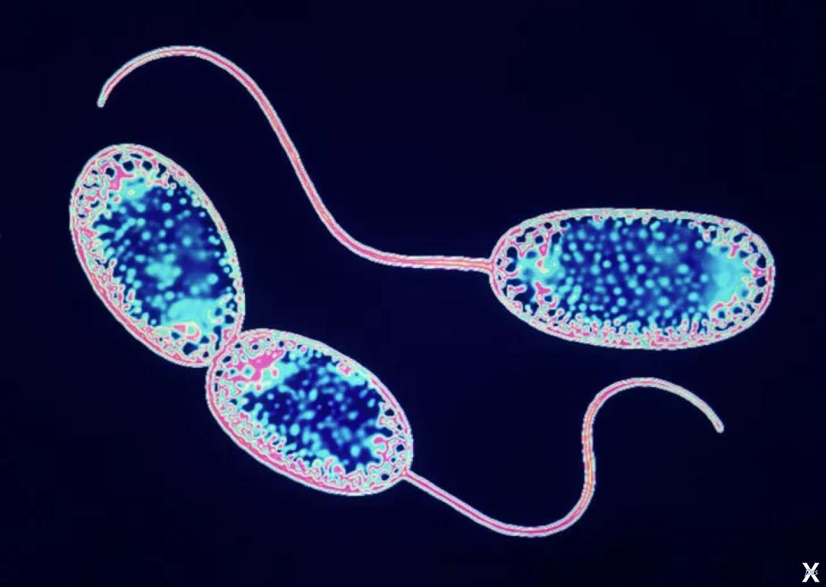 Сероводород бактерии. 2. Нитрифицирующие бактерии. Nitrosomonas бактерии. Нитрифицирующие серобактерии. Нитрифицирующие бактерии хемотрофы.