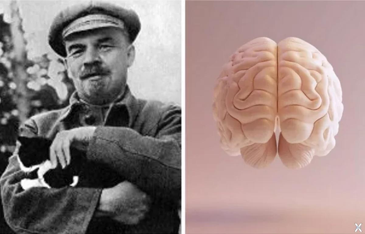 Самые гениальные люди в истории. Самый гениальный человек. Размер мозга гениальных людей. Фото самого гениального человека. 4 гениальных человека