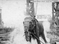 Цирковая слониха Топси казнена в 1903 году, но за что?