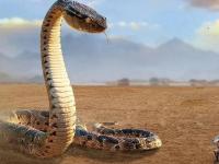 В Сахаре живёт огромная змея, питающаяся верблюдами: свидетельства очевидцев, и экспертное мнение серпентолога