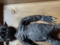 Загадочное существо, гибрид крысы и человека, передано в дар музею США