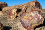 Какие древние секреты скрывает ствол опалового дерева, возраст которого 225 миллионов лет