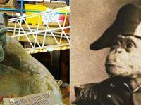 Легенда Хартпула: почему английские рыбаки судили и казнили за шпионаж обезьяну