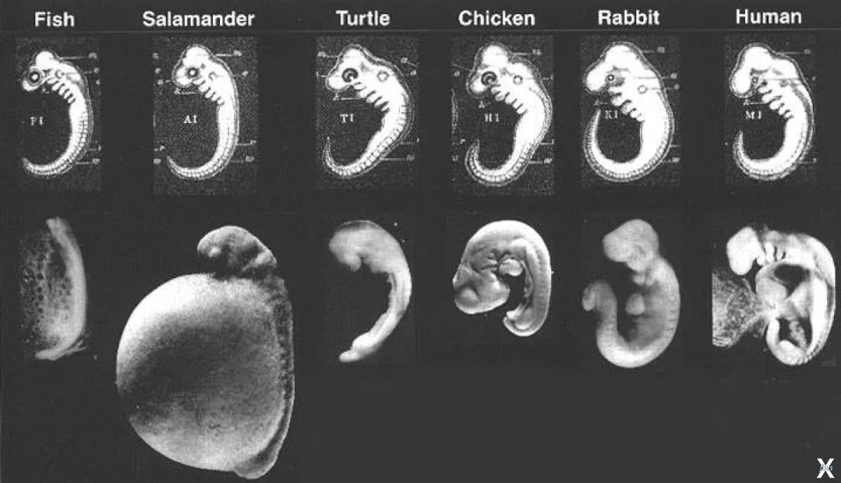 Наличие хвоста у зародыша человека на ранней. Зародыш на разных стадиях развития. Стадии формирования зародыша человека. Эмбрионы животных на ранних стадиях развития. Эмбрионы разных животных на ранней стадии развития.
