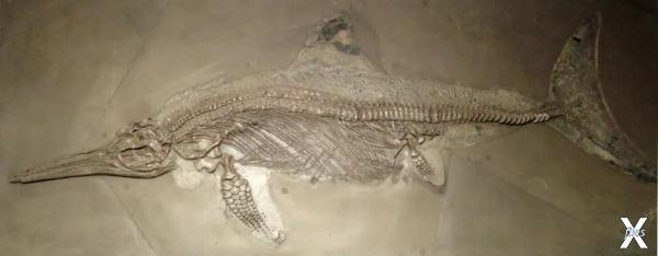 Скелет ихтиозавра из собрания Палеонт...