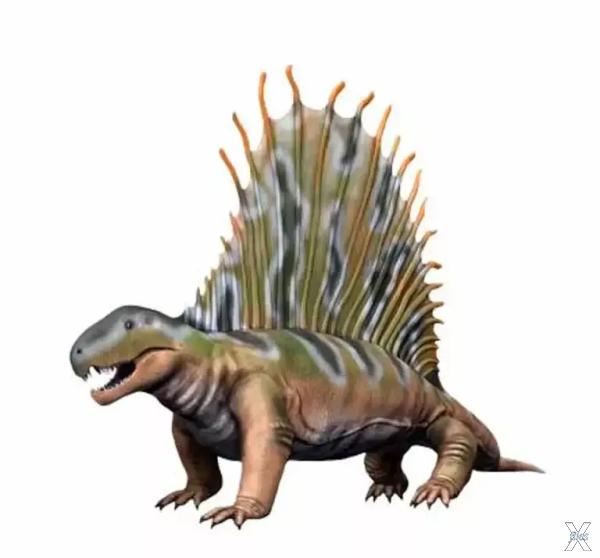 Dimetrodon gigashomogenes в представл...