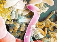 Адский микроб