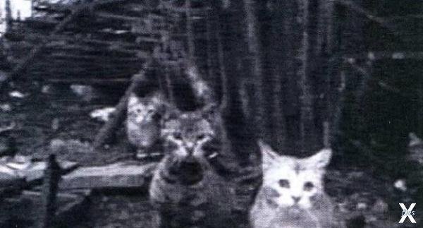 Фото с кошками на объекте