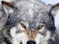Волки произошли от нечистой силы?