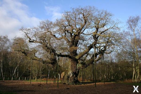 Большой дуб - 800- 1000-летнее дерево...