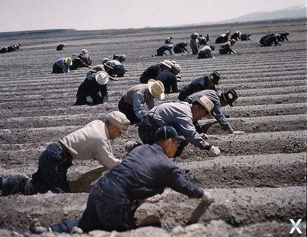 Принудительные работы в лагерях (цвет...