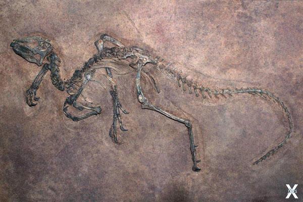 Останки динозавра в древней породе