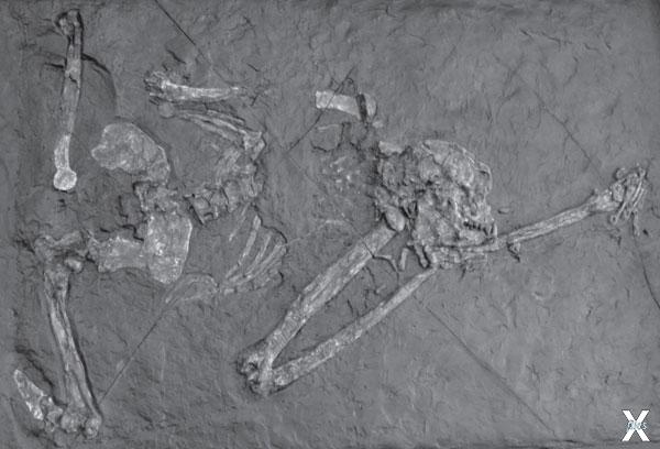Ископаемые останки ореопитека