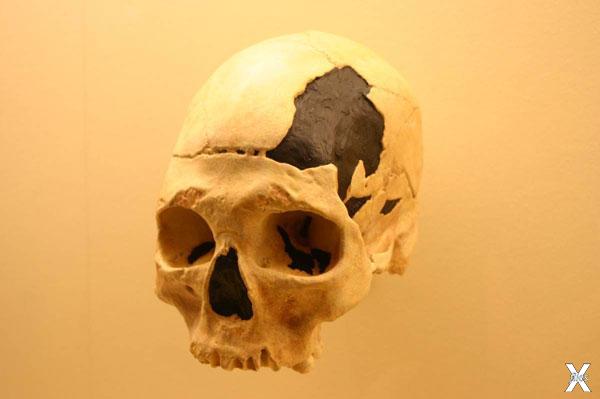 Череп Homo Sapiens (ок. 40 тыс. лет)....