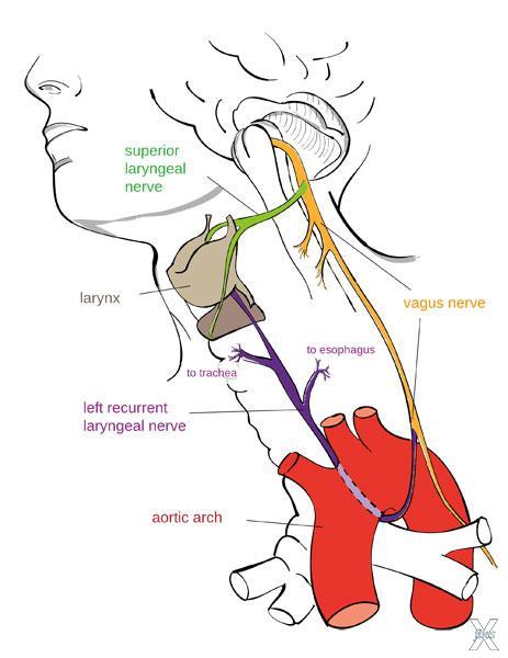 Левый гортанный нерв (выделен фиолето...