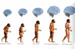 Эволюция мозга человека