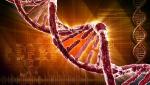 ДНК - возможности генной инженерии