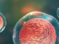 Стволовые клетки: для чего они нужны человеку