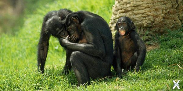 Милахи бонобо