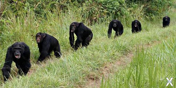 Патрульные шимпанзе