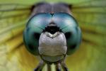 Фасетчатые глаза: почему человеку так трудно раздавить муху