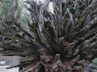 Генералы среди деревьев: удивительные факты о гигантских секвойях