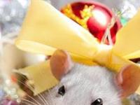 Год Крысы - как встречать и что готовить?