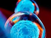 Стволовые клетки: какие функции они выполняют?