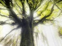 Тайны бретонского леса