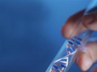Люди-химеры: как в одном человеческом теле может быть две разных ДНК