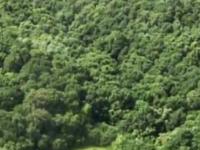 Аномальный лес Хойя-Бачу в Румынии