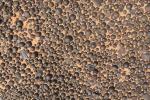 Камни моки и марсианская черника