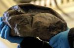 Ученые выяснили природу окаменелого «Нечто» из Антарктиды